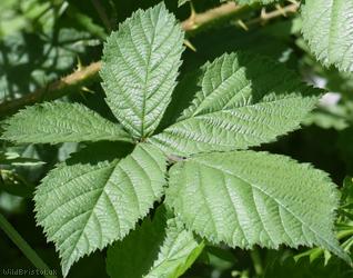 Halstead Bramble