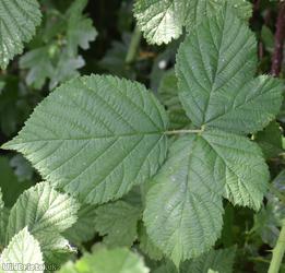 image for Halstead Bramble