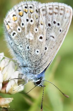 Common Blue