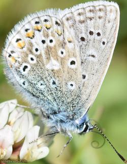 Common Blue