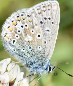 Common Blue
