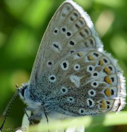 Common Blue