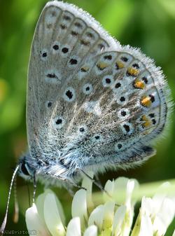Common Blue