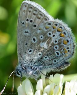 Common Blue