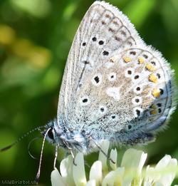 Common Blue