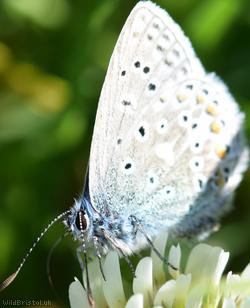 Common Blue