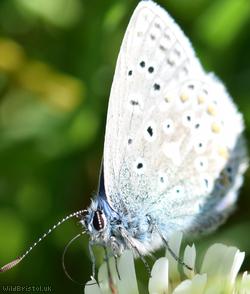 Common Blue