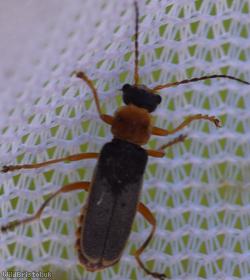 image for Cantharis lateralis