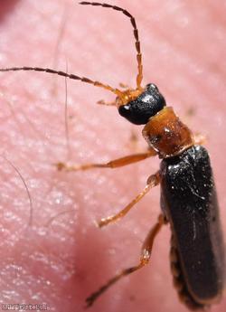 Cantharis lateralis