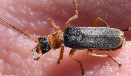 Cantharis lateralis