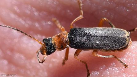 Cantharis lateralis