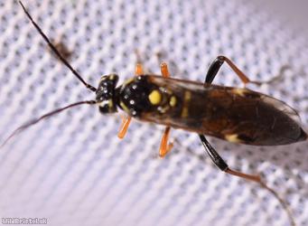 Shielded Sawfly
