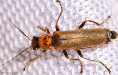 Cantharis figurata