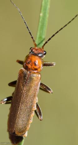 image for Cantharis figurata