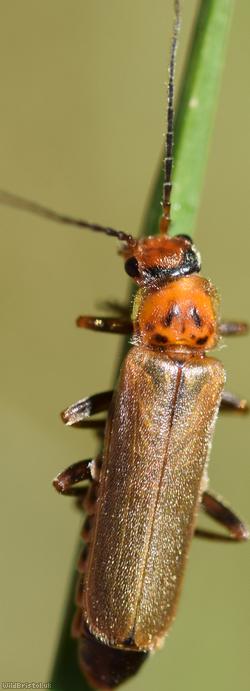 Cantharis figurata