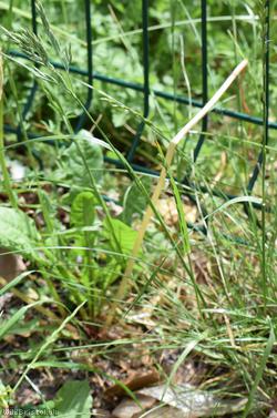Red Fescue