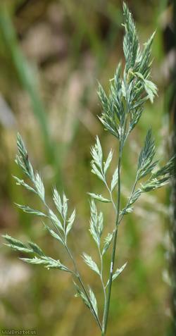 Red Fescue