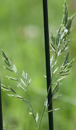 Red Fescue