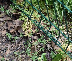 Narrow-leaved Bird's-foot Trefoil