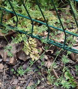 Narrow-leaved Bird's-foot Trefoil