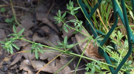 Narrow-leaved Bird's-foot Trefoil