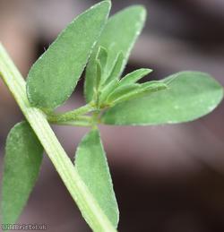 Narrow-leaved Bird's-foot Trefoil