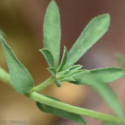 Narrow-leaved Bird's-foot Trefoil