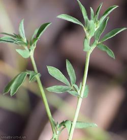 Narrow-leaved Bird's-foot Trefoil