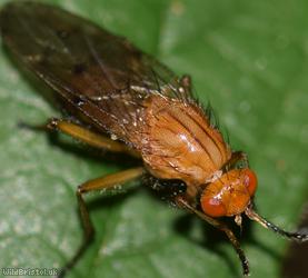 Hooded Dryomyza