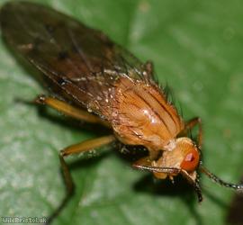 Hooded Dryomyza