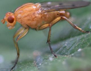 Hooded Dryomyza