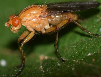 Hooded Dryomyza