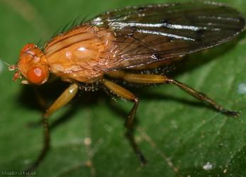 image for Dryomyzid Flies
