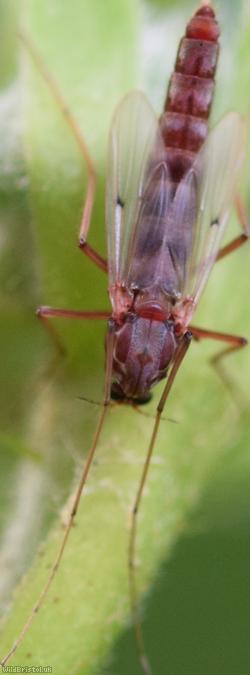 image for Chironomus Unidentified 3