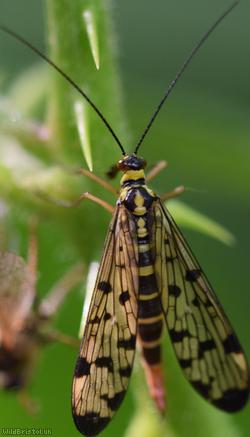 Common Scorpion Fly