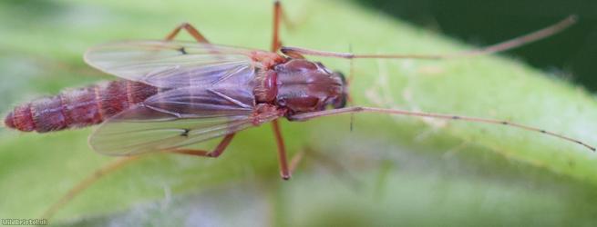 Chironomus Unidentified 3
