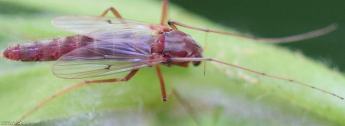 Chironomus Unidentified 3