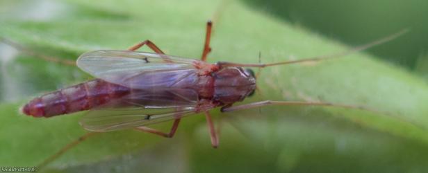 Chironomus Unidentified 3