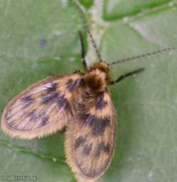 Pericoma Unidentified