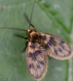 Pericoma Unidentified