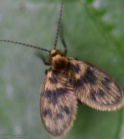 image for Pericoma Unidentified
