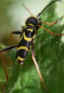 Wasp Beetle