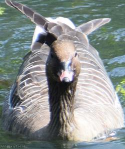 image for Pink-footed Goose