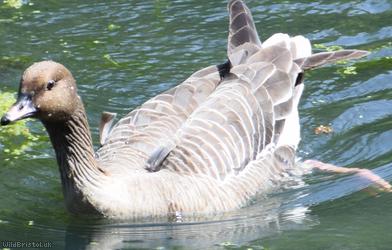 Pink-footed Goose