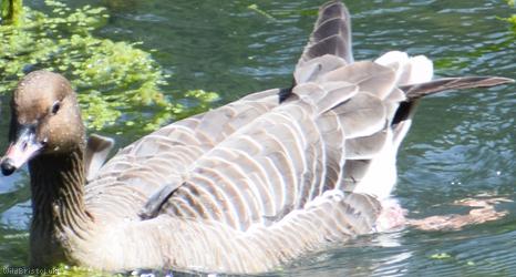 Pink-footed Goose