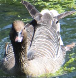 Pink-footed Goose