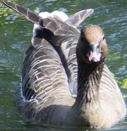 Pink-footed Goose