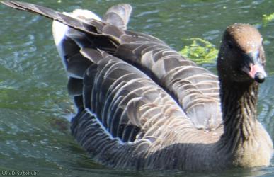 Pink-footed Goose