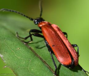 Black-headed Cardinal Beetle