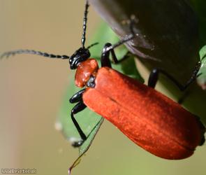 Black-headed Cardinal Beetle